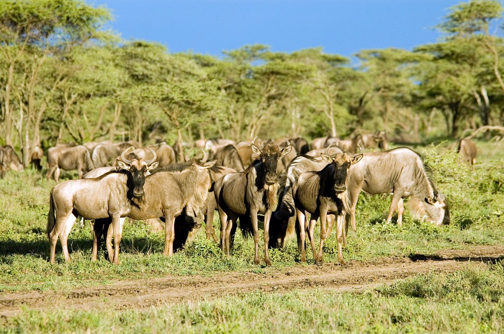 Ndutu Gnu flok22.jpg - Blue Wilderbeest (Connochaetus taurinus), Tanzania March 2006
